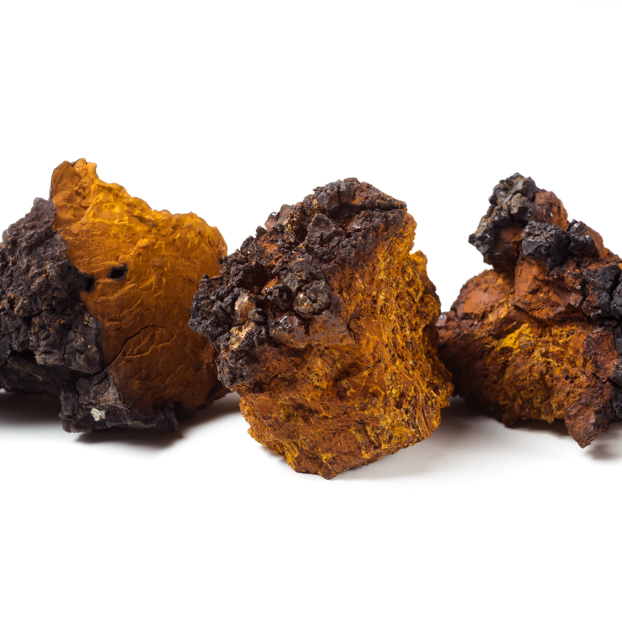 The Benefits of Chaga Mushroom