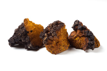 The Benefits of Chaga Mushroom