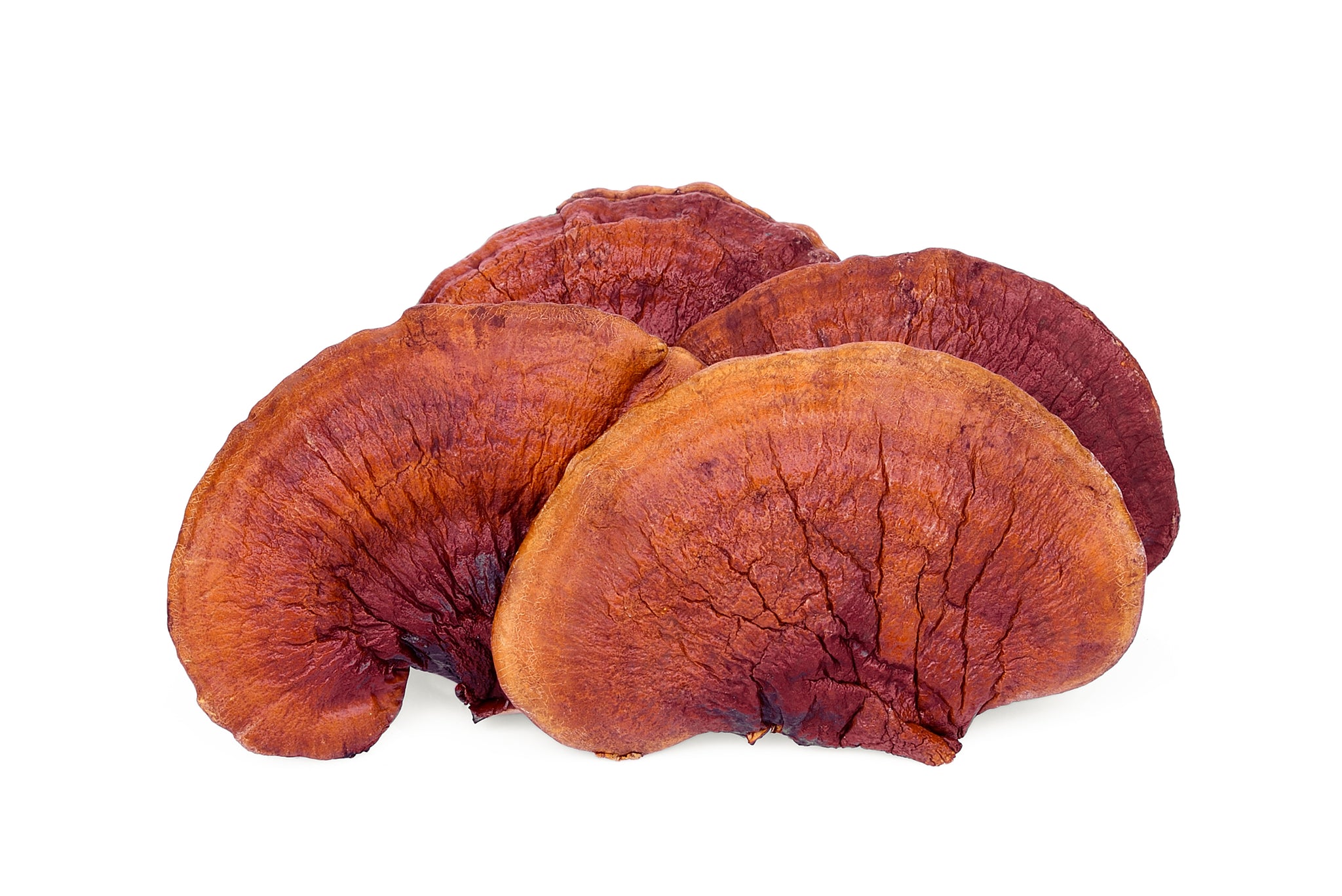 The Health Benefits of Reishi Mushroom