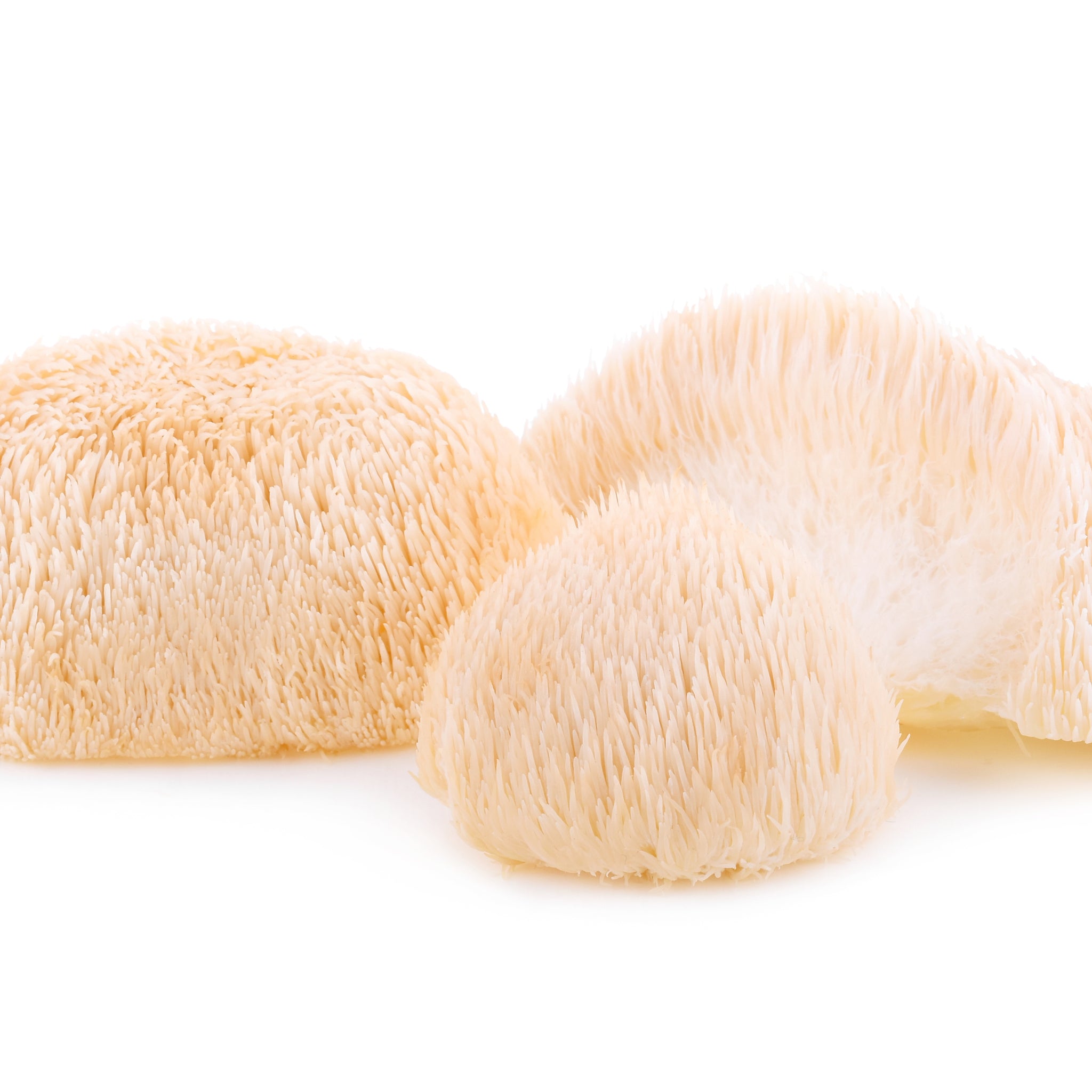 Amazing Benefits of Lions Mane Mushroom