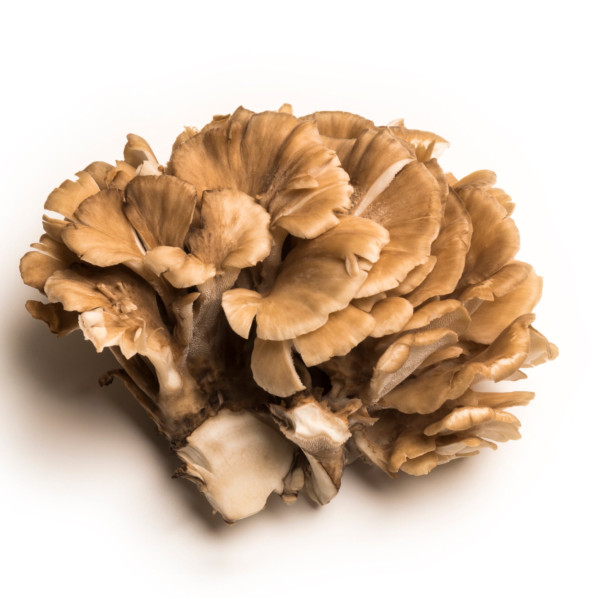 Look at Maitake Mushroom Benefits