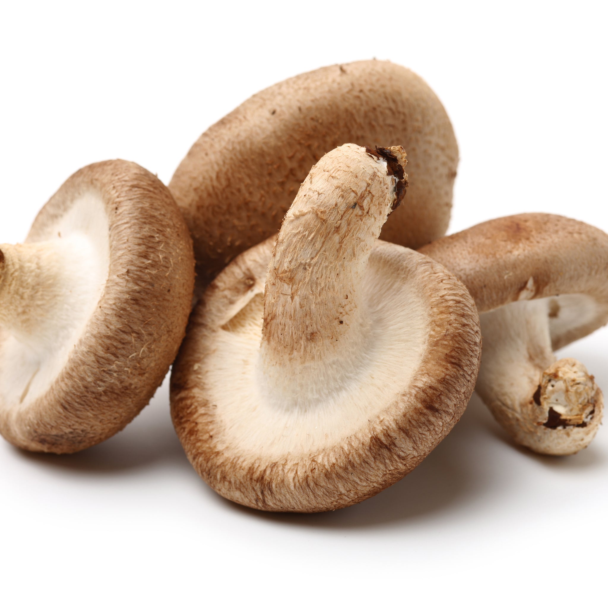 The Shiitake Mushroom