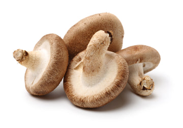 The Shiitake Mushroom